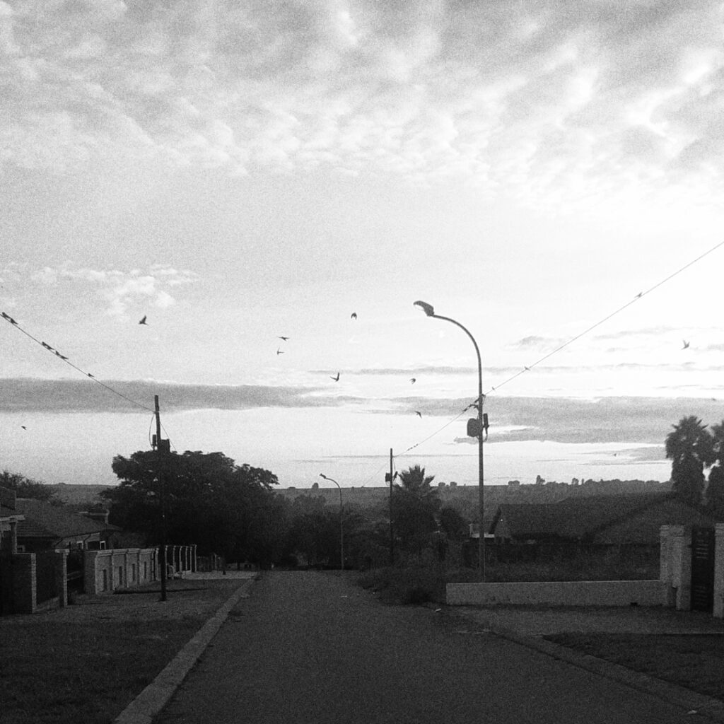 Swallows flying around in the morning.