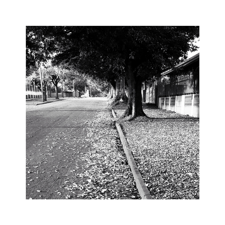 Autumn leaves lying on the side of a street.
