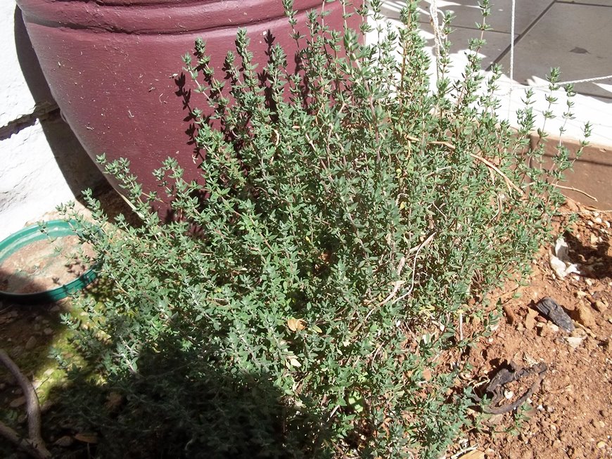 A photography of a thyme bush.