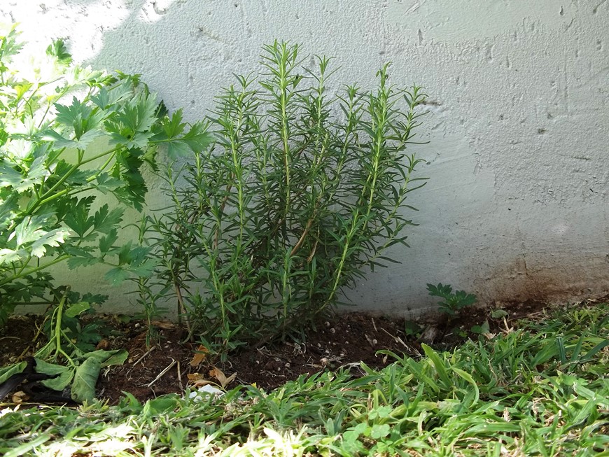 A photo of a small rosemary bush.