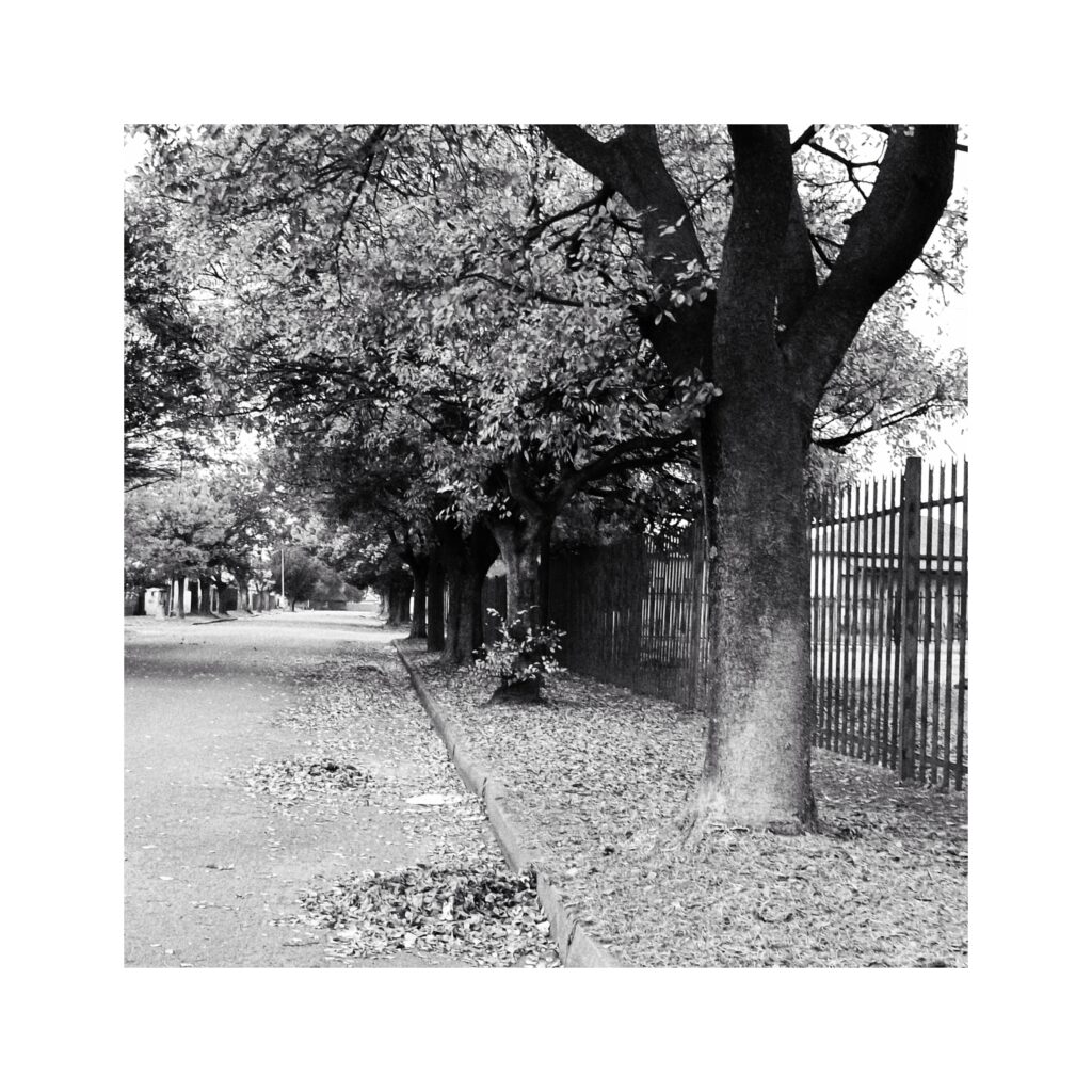 A street lined with trees. On the right side of the image a palisade fence.