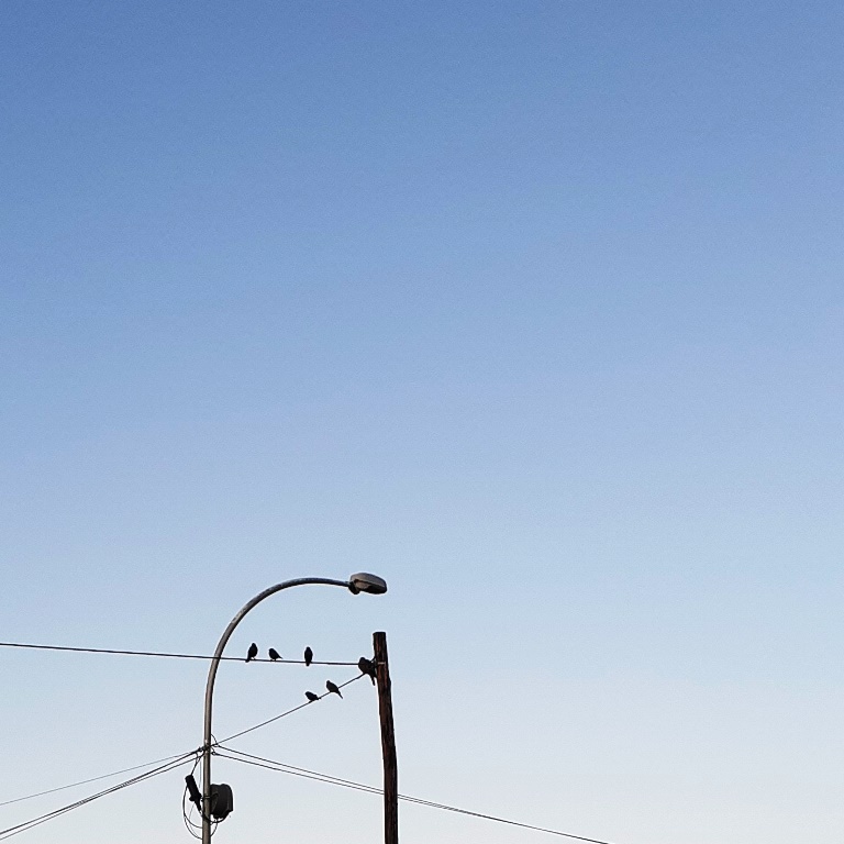 Birds sitting on a telephone line.
