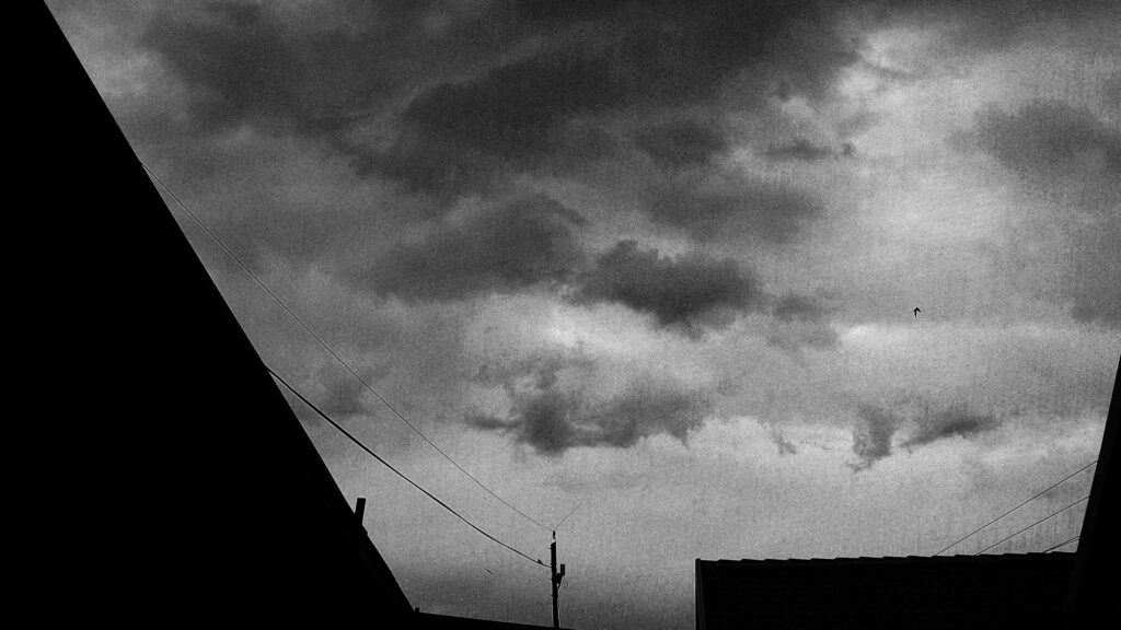 A bird flying in the right hand side of the image. Background is a cloudy sky.