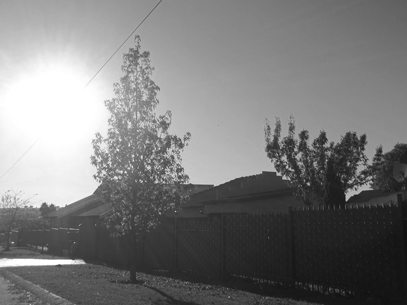 A tree against the morning sun.