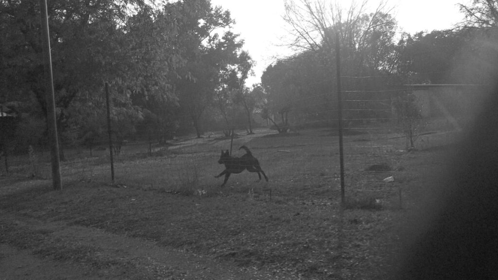 A dog running alongside a makeshift fence.